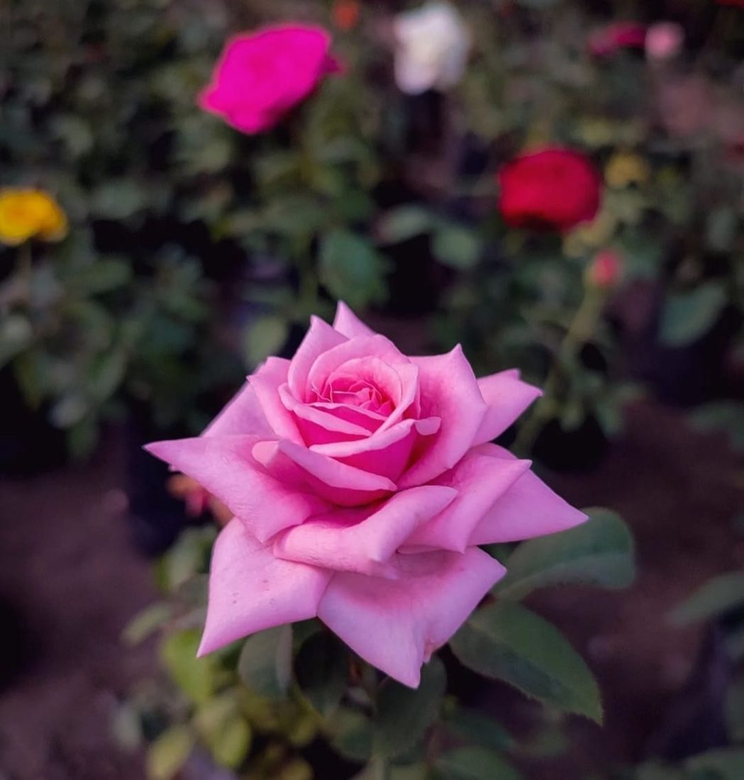 Rosa